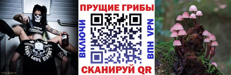 Галлюциногенные грибы GOLDEN TEACHER купить наркотик Багратионовск